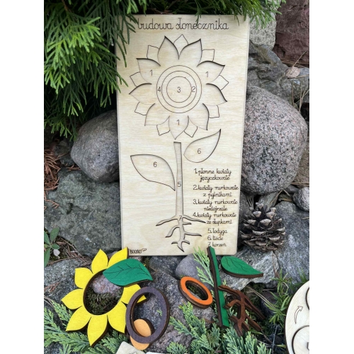 Drewniana układanka  – Budowa słonecznika (cykl rozwojowy, stemple liście, nauka liczenia )